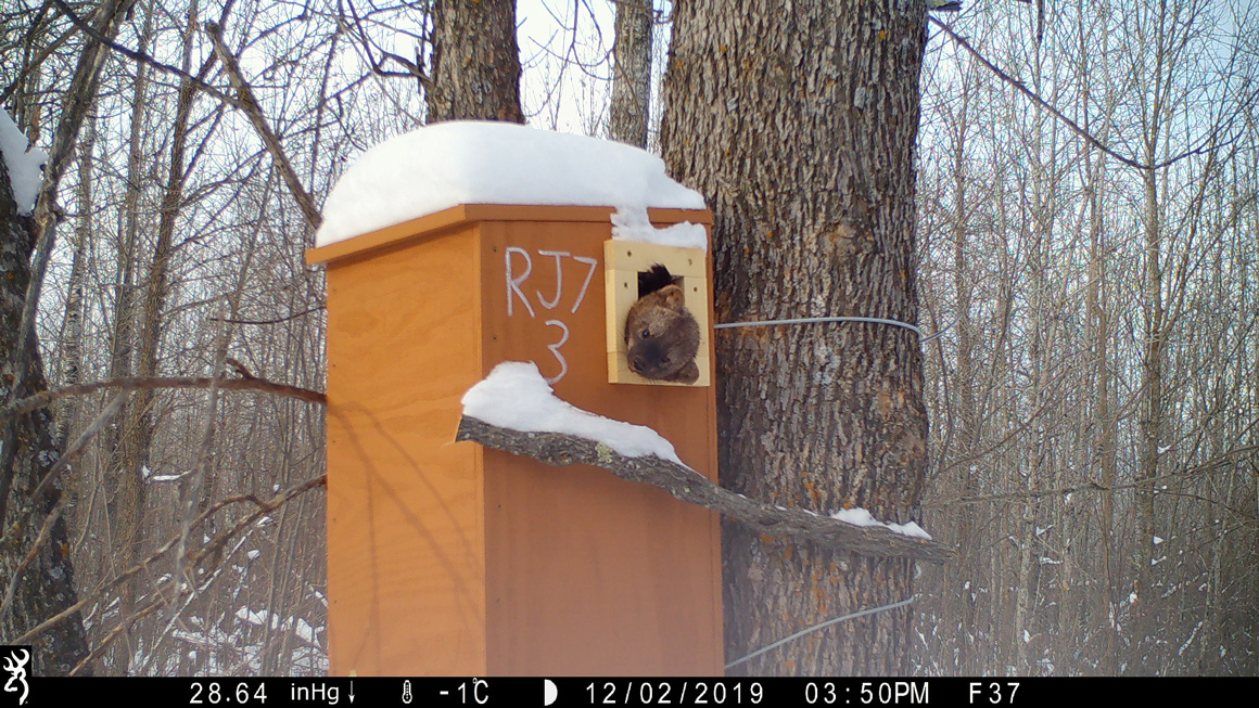 MN Fisher poking head out of den box.