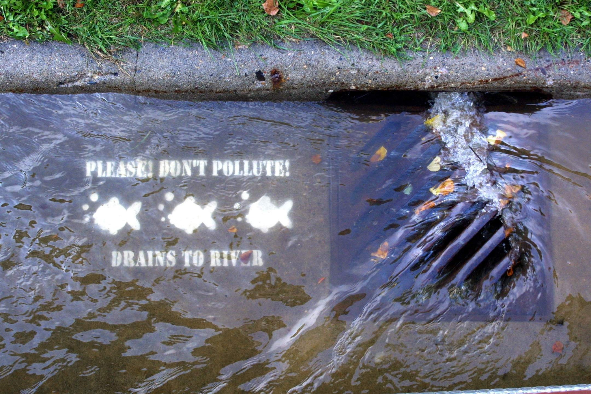water flowing into street drain over images of fish painted on curb.