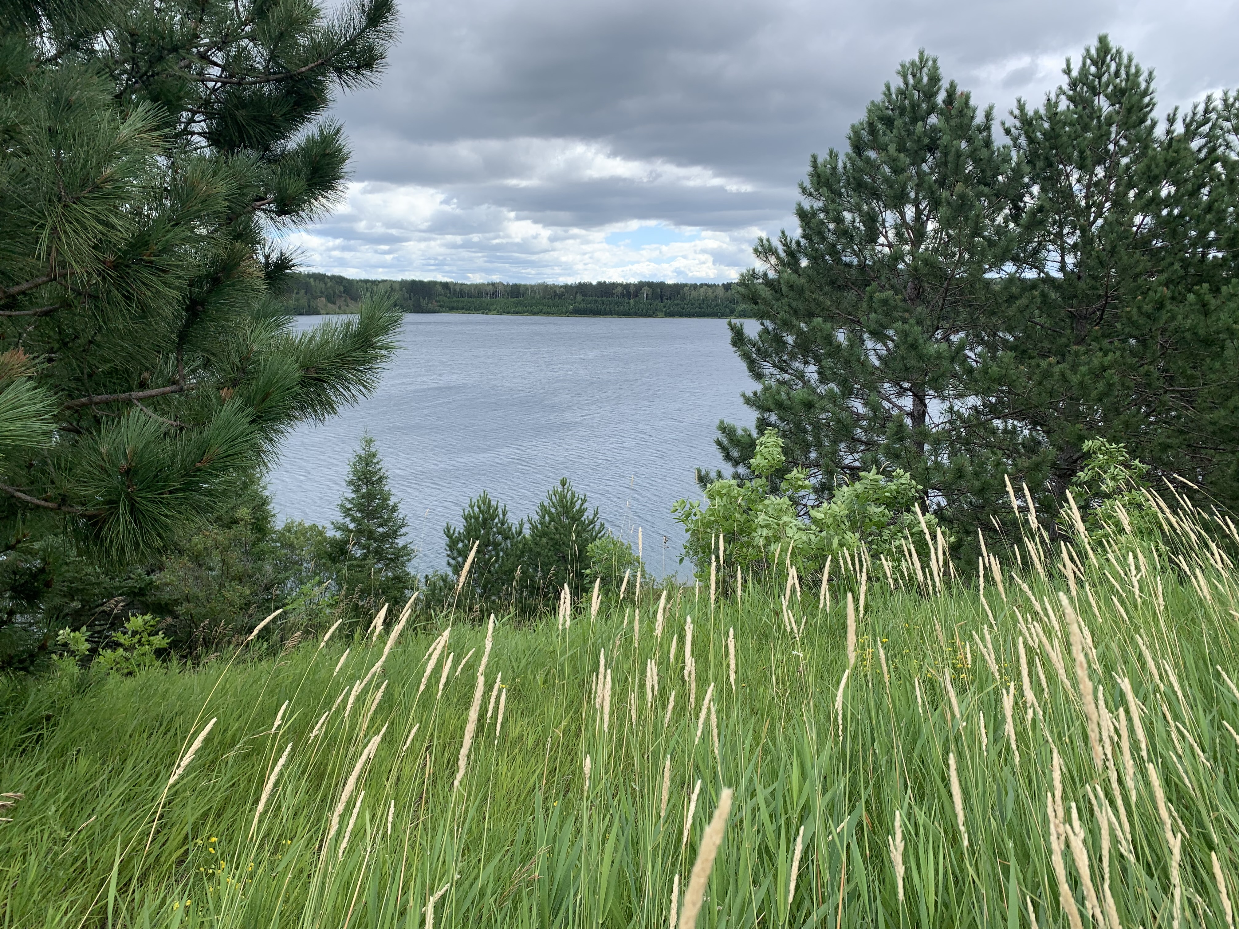 Lake in background framed by trees and tall grasses in foreground.