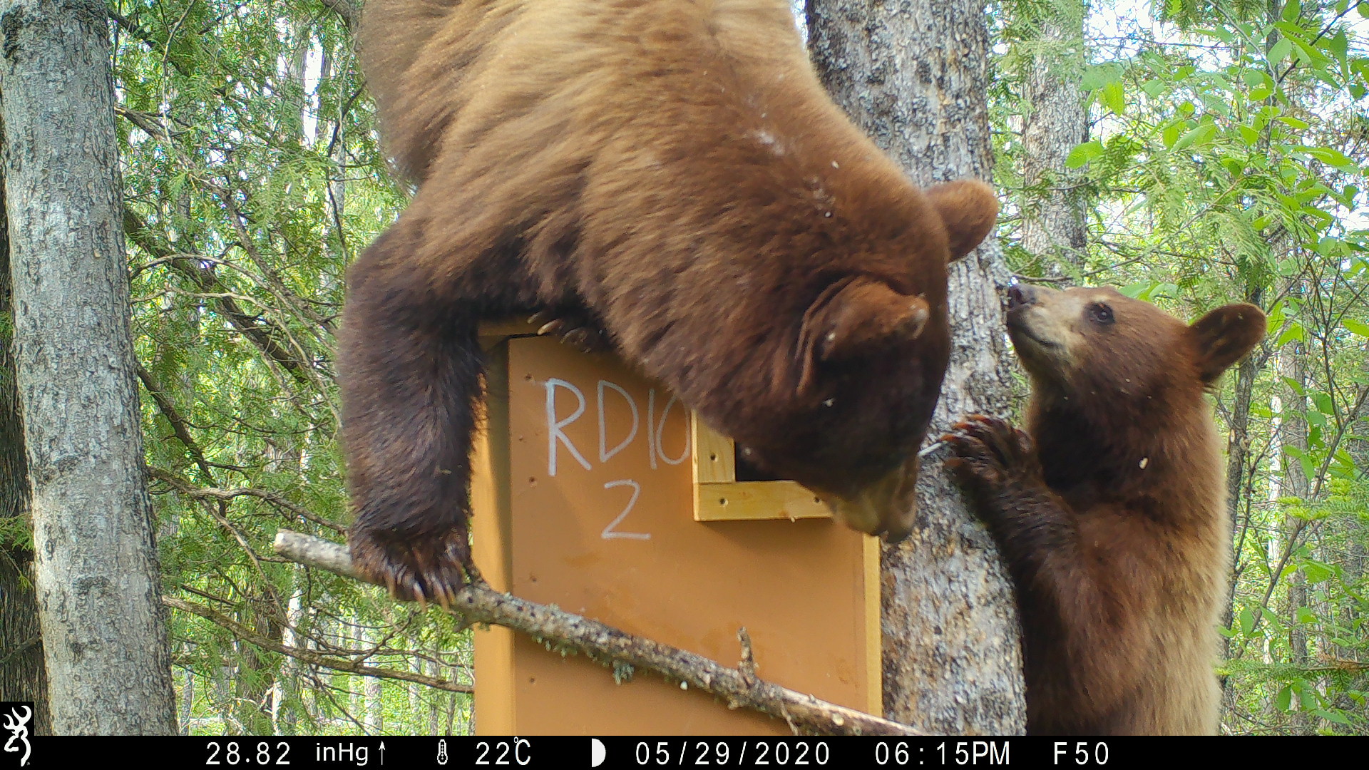 Two bears climb on a wooden box attached to a tree