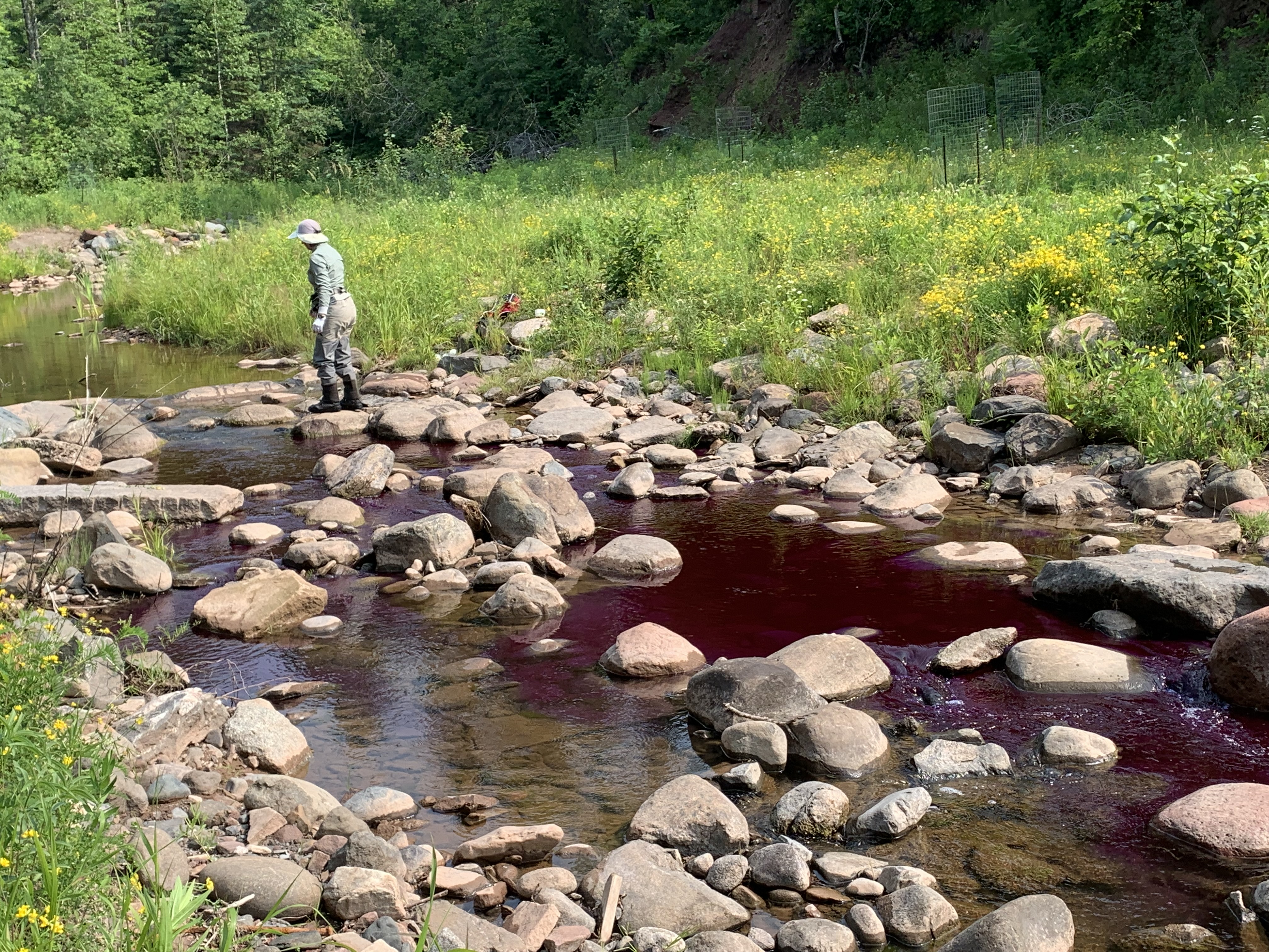 Person stands upstream in middle of a rocky creek. Water is purple.