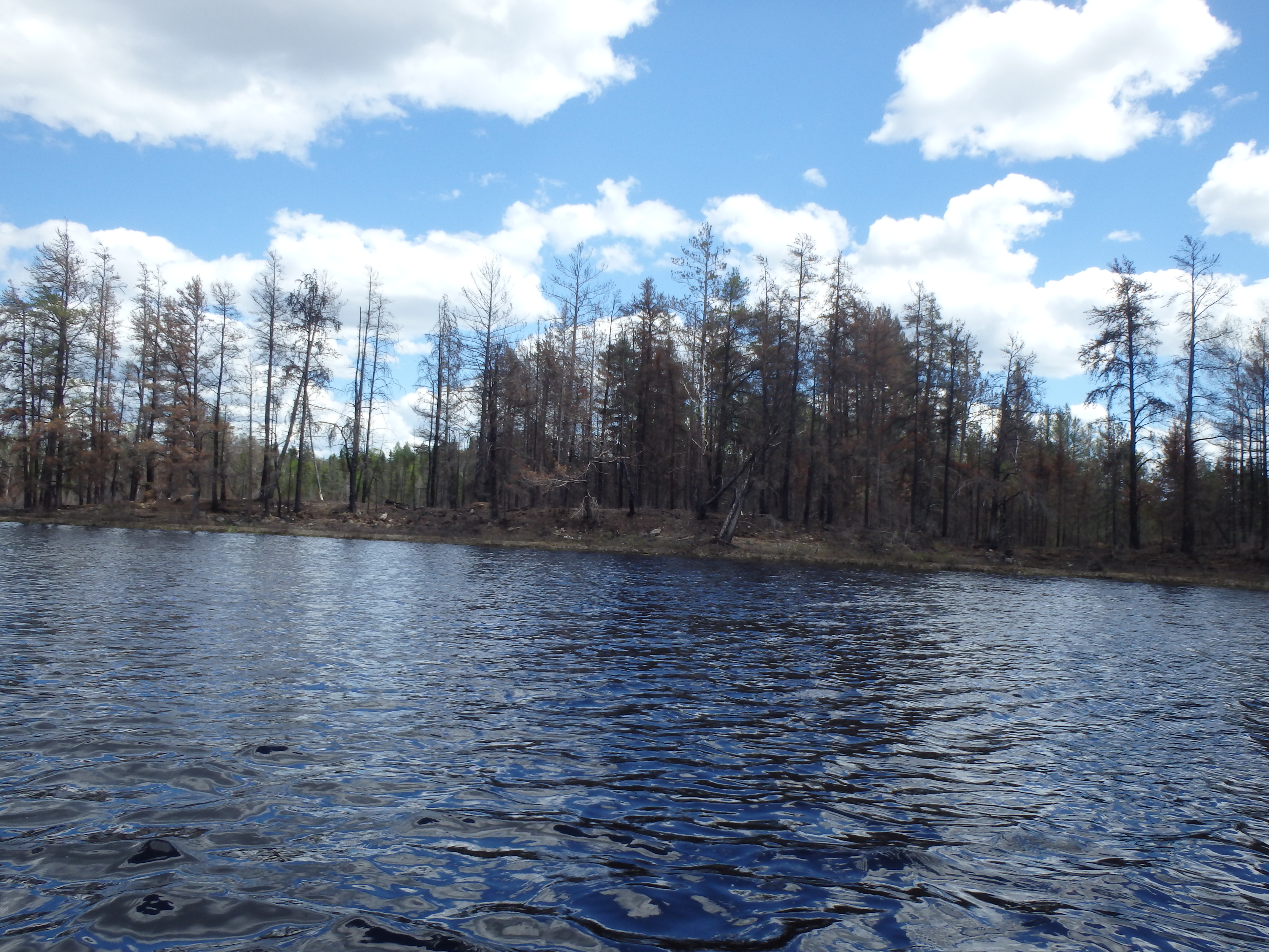 Burned pine forest with lake in foreground.