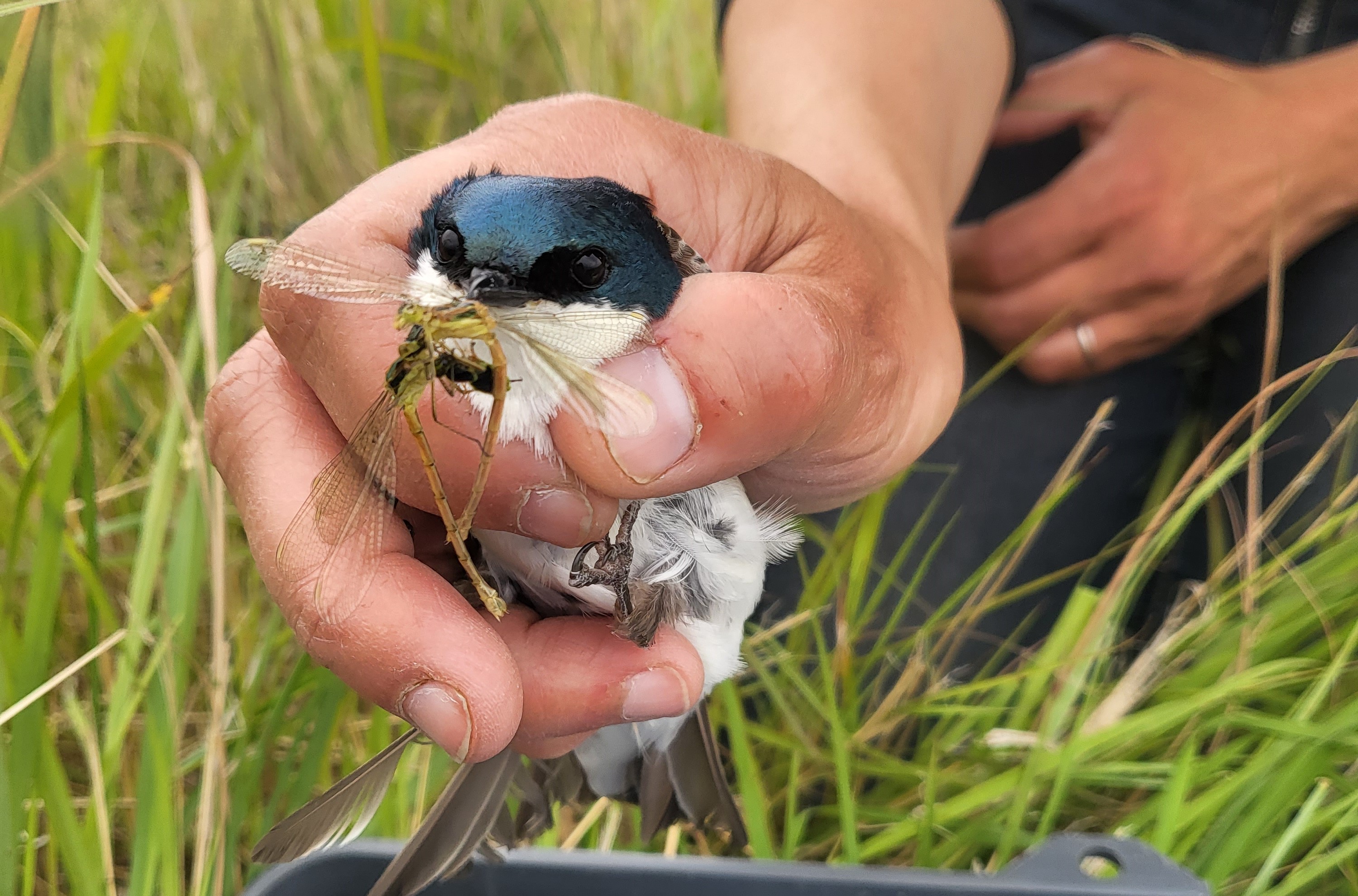 Tree swallow held in hand with dragonfly in beak