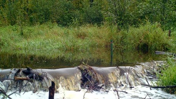 Water flowing over the top of a beaver dam