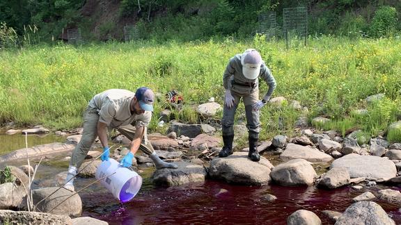 A man holds 5 gallon bucket while pouring purple dye into a creek. Woman watches.