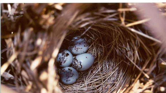 Blue bird eggs in a nest
