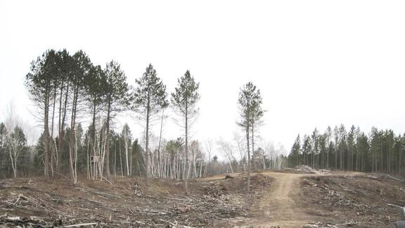 After tree harvest image shows mostly bare ground with some tall trees standing