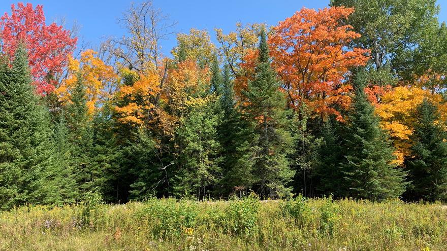 Green spruce trees in front of red, yellow and orange deciduous trees in fall