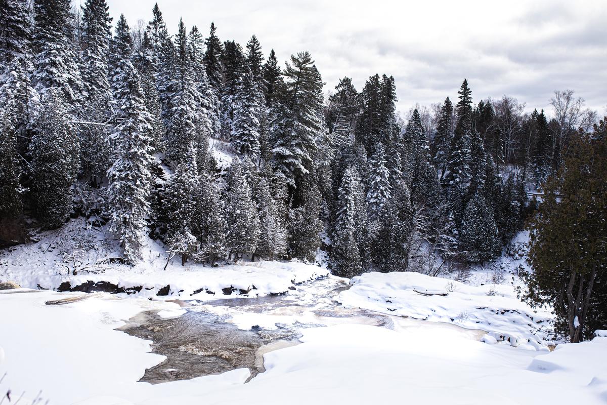 Forest and water scene, pines covered in snow