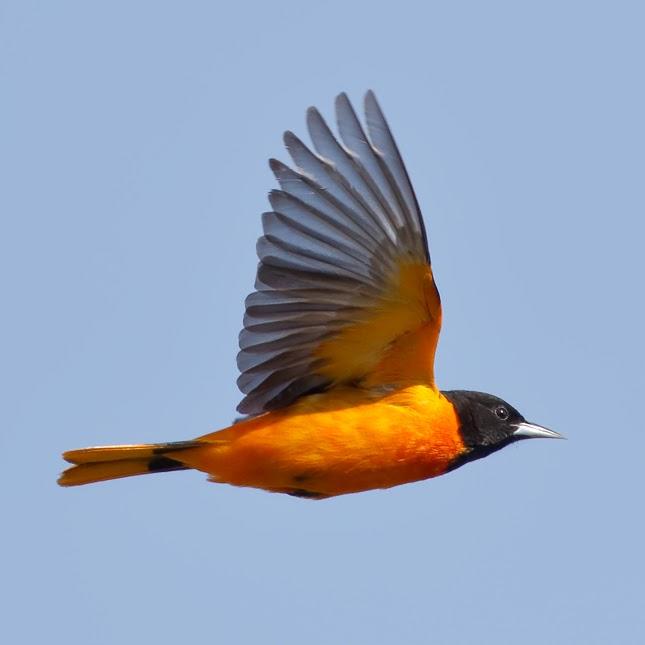 Bird with bright orange breast and black head