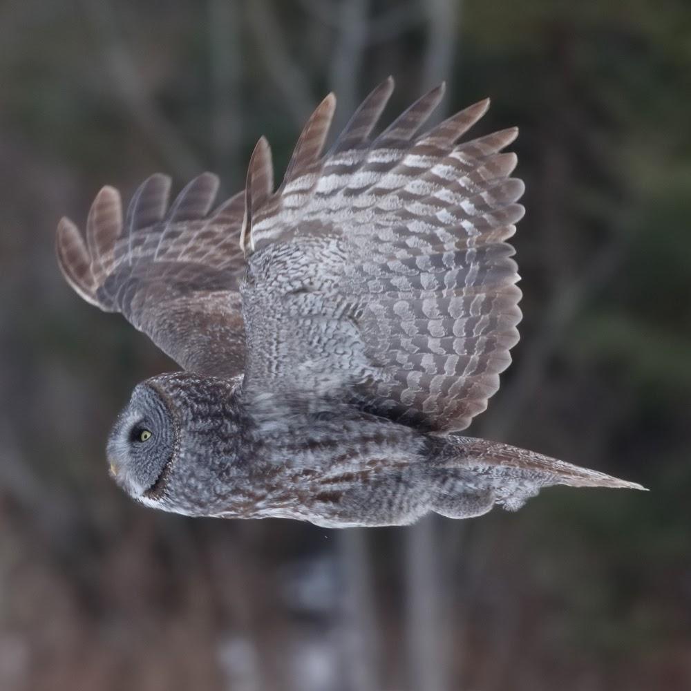 Close up of large grey owl flying 