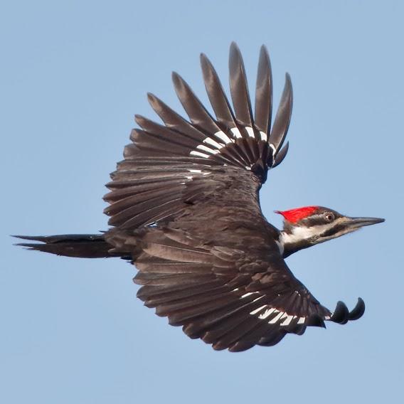Flying black bird with white wing bars, long beak and red crest on head