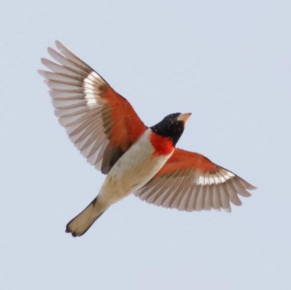Dorsal view of flying bird with predominately white breast, black head, and red neck patch