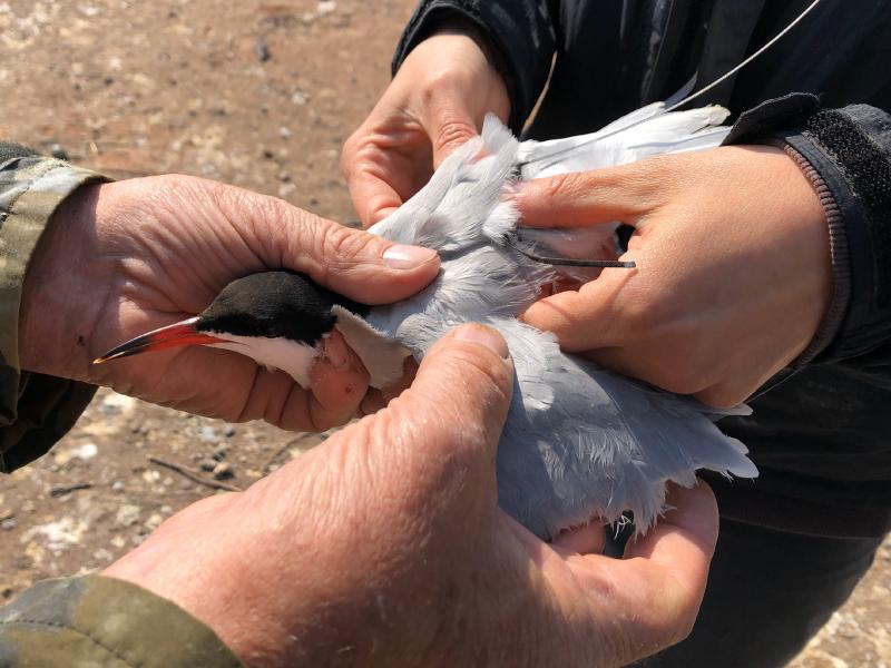 Two scientists attach a tracking device to a gray bird. 