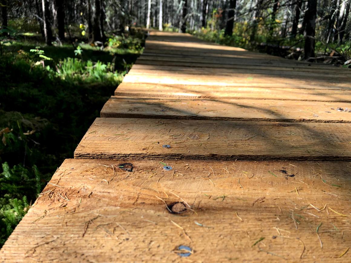 Thermally modified tamarack wood used in a boardwalk in northern MN. 
