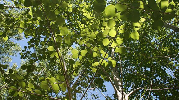 NRRI grown hybrid poplar tree leaves against a blue sky