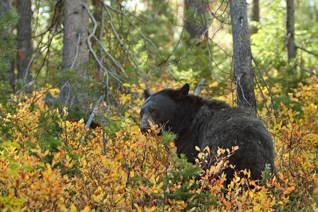 Black bear standing in thick vegetation in pine forest