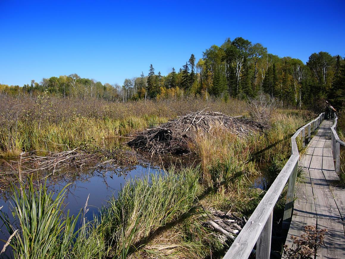 Wetlands, beaver lodge and boardwalk in northern Minnesota.