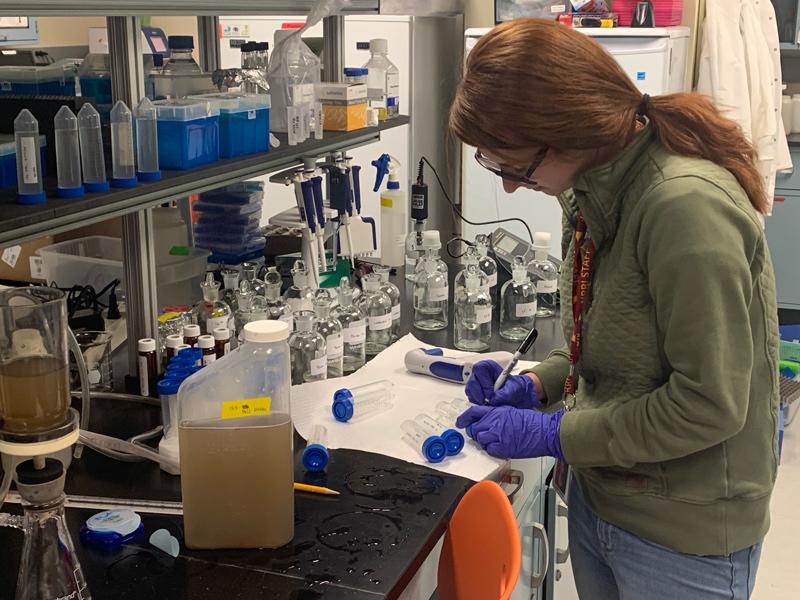 Researcher inspects water samples in lab. 