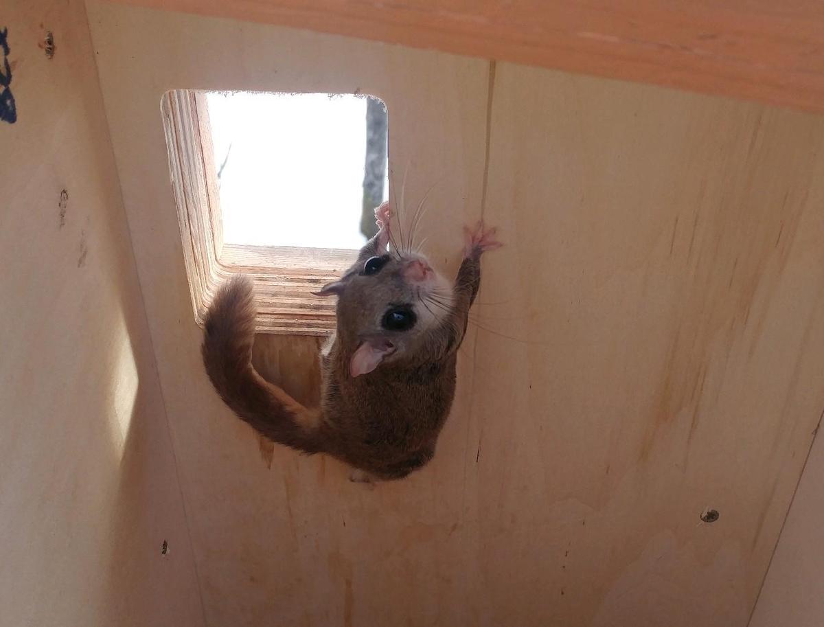 Southern flying squirrel clings to side of a wooden box.
