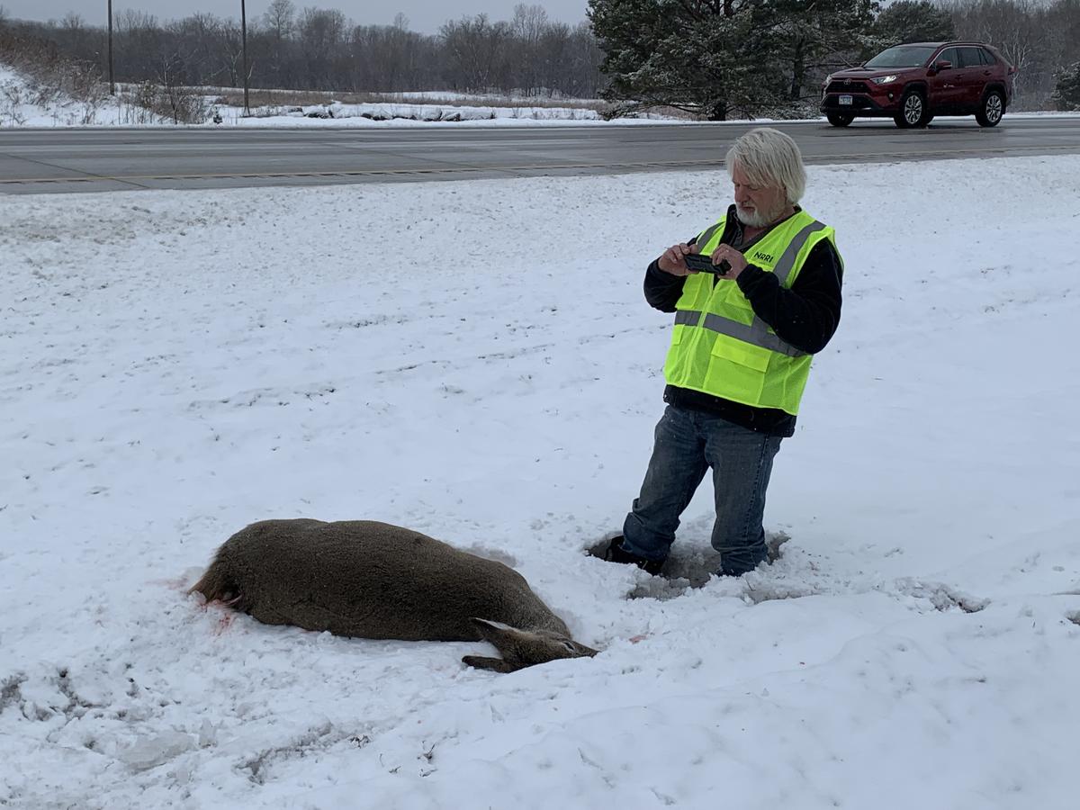 A man in bright safety vest stands in snow taking picture of dead deer.
