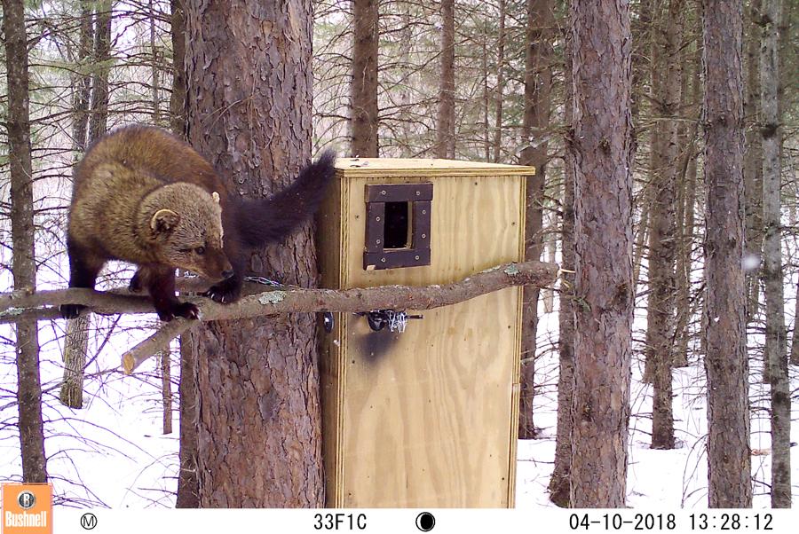 Fisher in a pine forest near a treebox in Minnesota. 