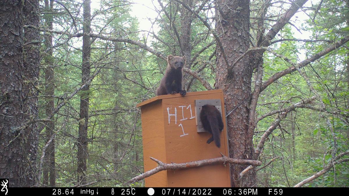 One fisher kit sits on top of a large wooden box attached to a tree while the tail end of another sticks out the door.