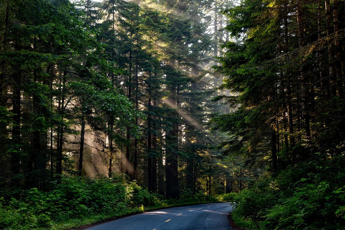 Roadway in forest with sunshine beams