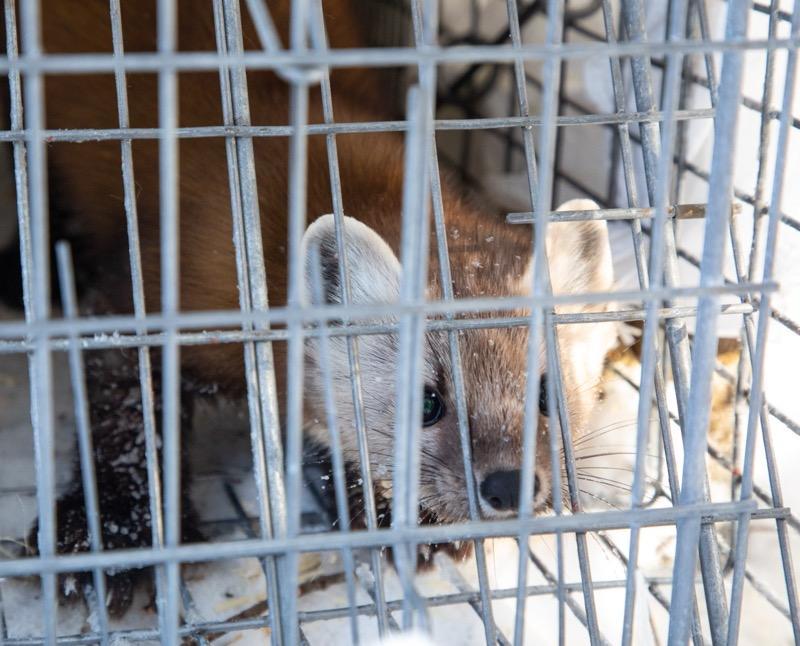 Small furry mammal with pointed ears in a cage