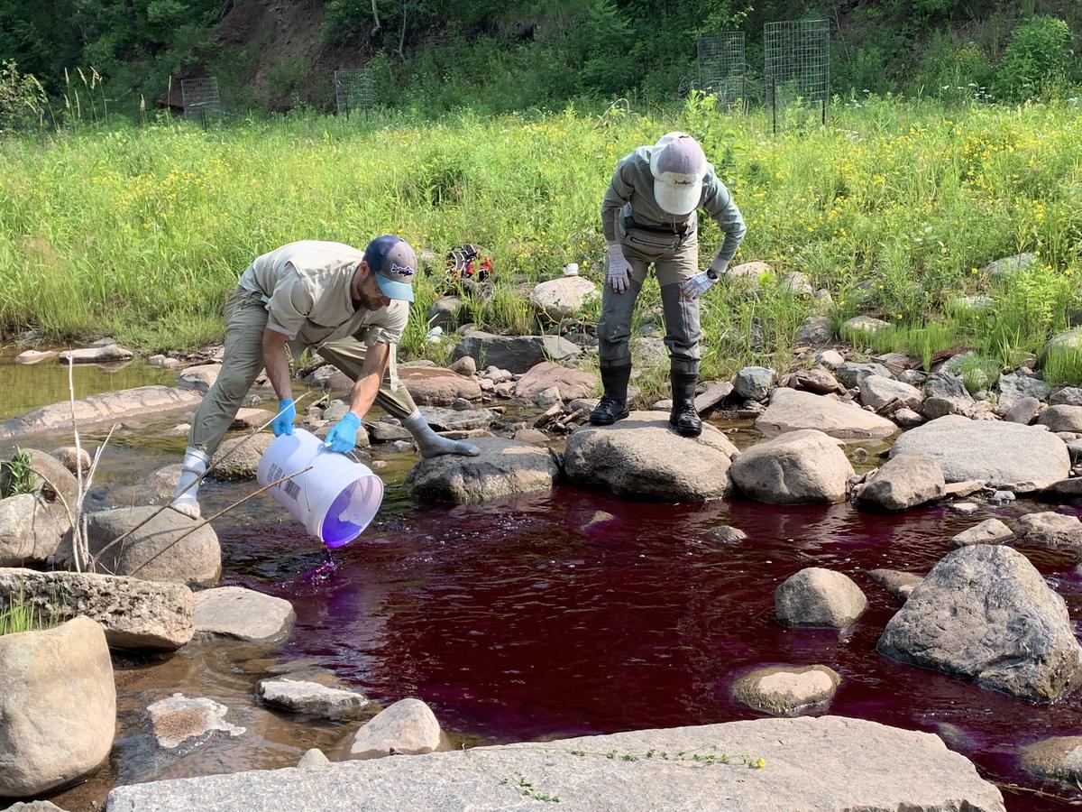 A man holds 5 gallon bucket while pouring purple dye into a creek. Woman watches.
