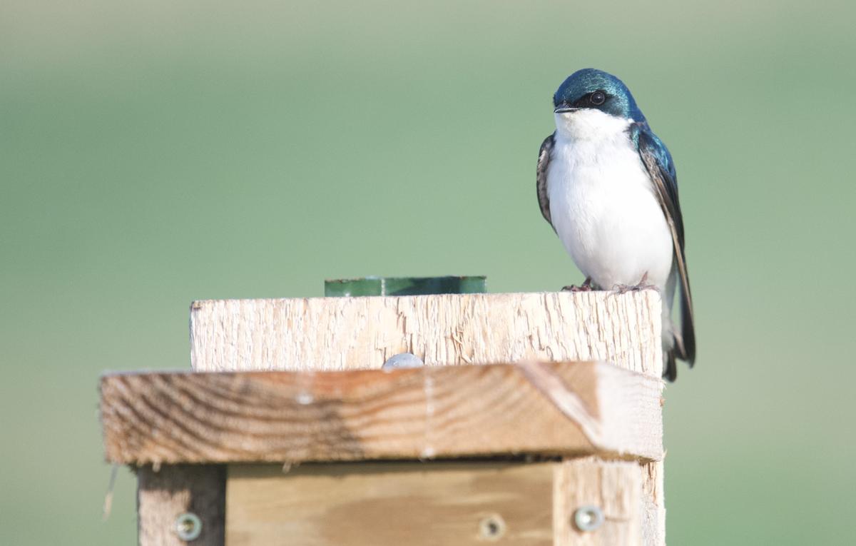 Blue and white bird sits on a nesting box.