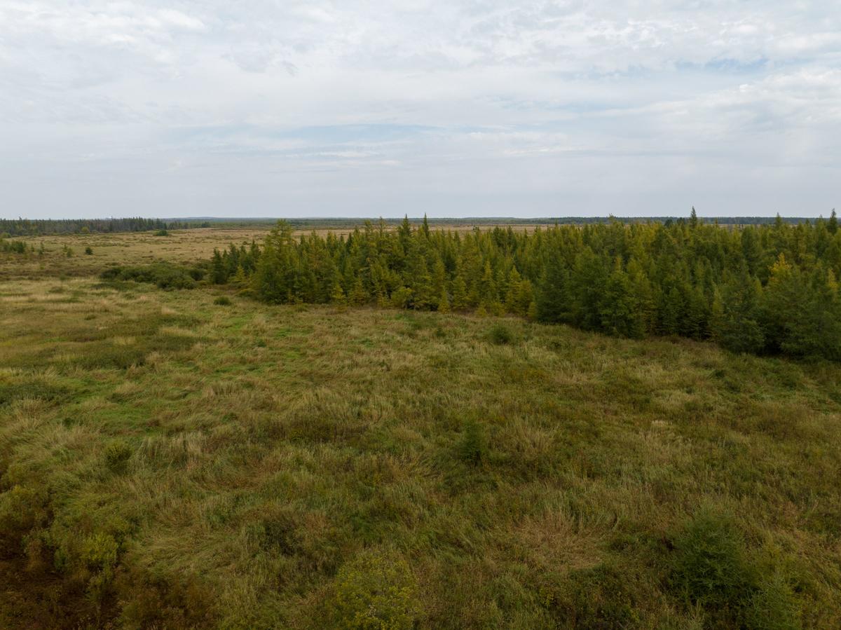 Peat bog landscape with trees in background.