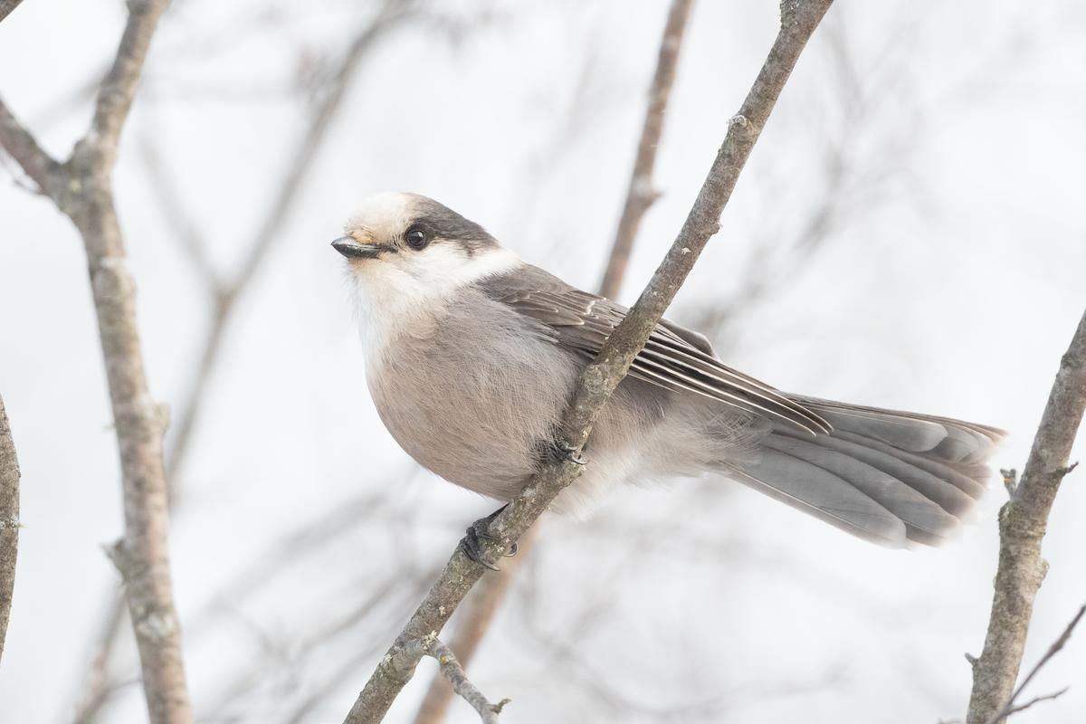 Gray and white bird sits on slim branch.