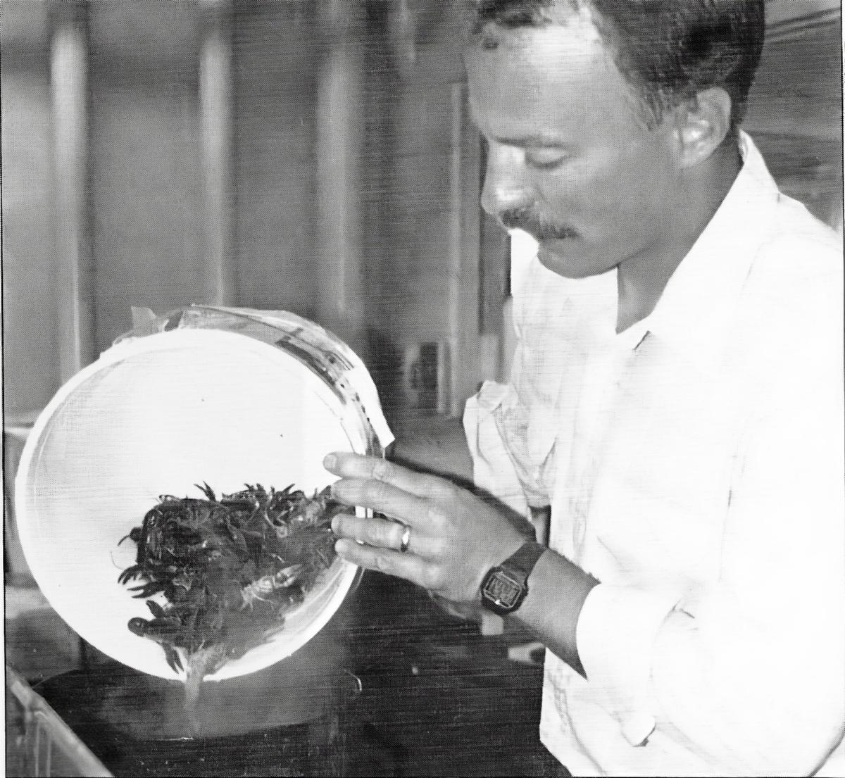 Researcher pours out bucket of crayfish in the lab. 