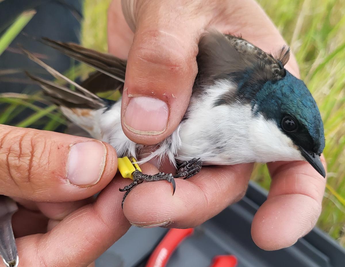 A tree swallow held in a hand while yellow band is attached to leg.