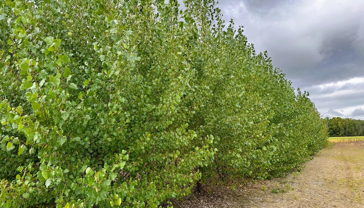 Woody biomass plantation of fast growing hybrid poplar trees. 