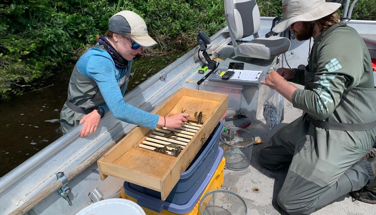 Two researchers in a boat inspect a catch of invasive crayfish. 