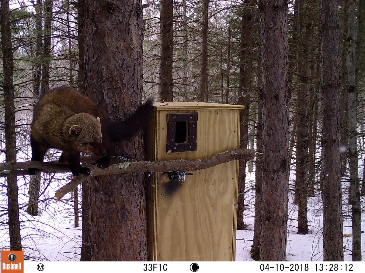 Brown furry animal perched on a stick attached to front of a den box attached to a tree.