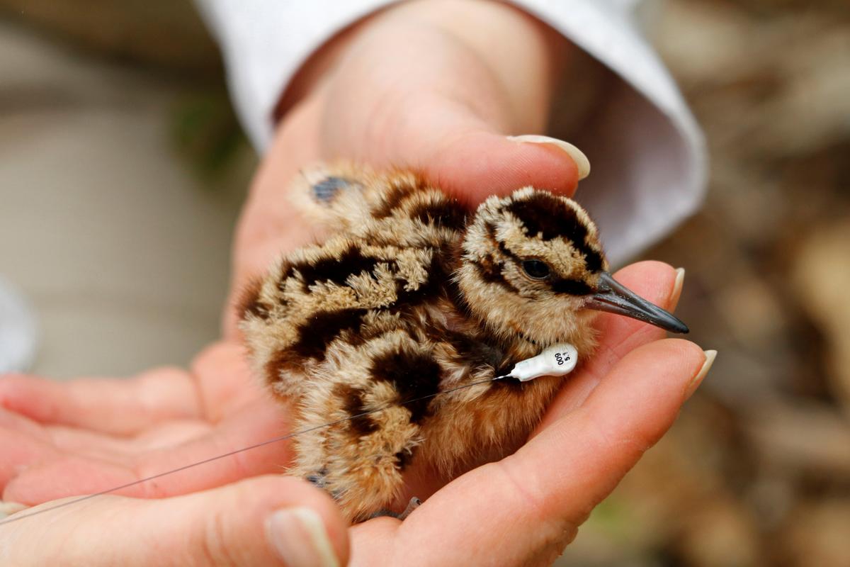 Brown speckled bird chick with tiny device on neck in two hands