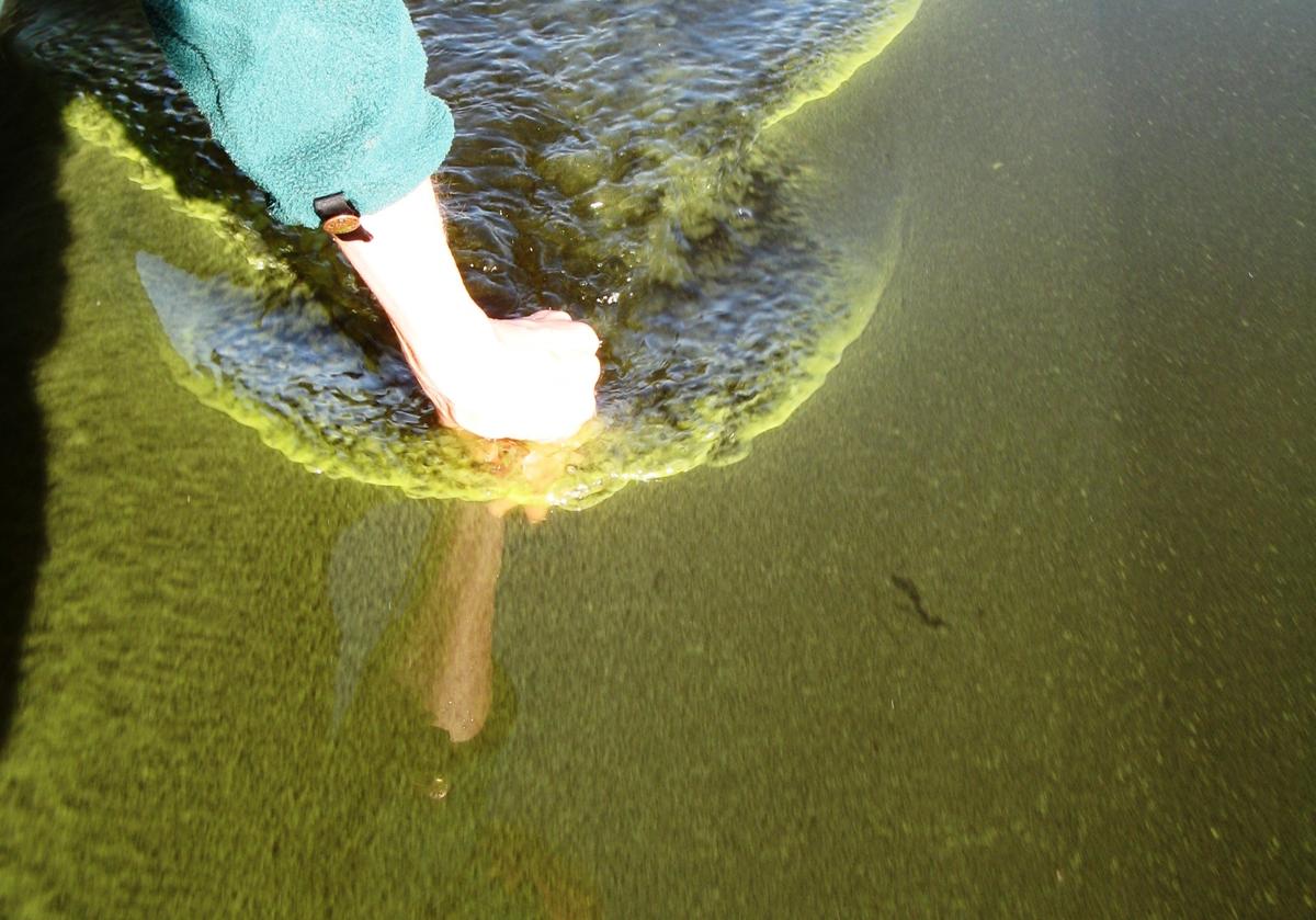 A hand skims the surface of water, cutting through thick green algae.