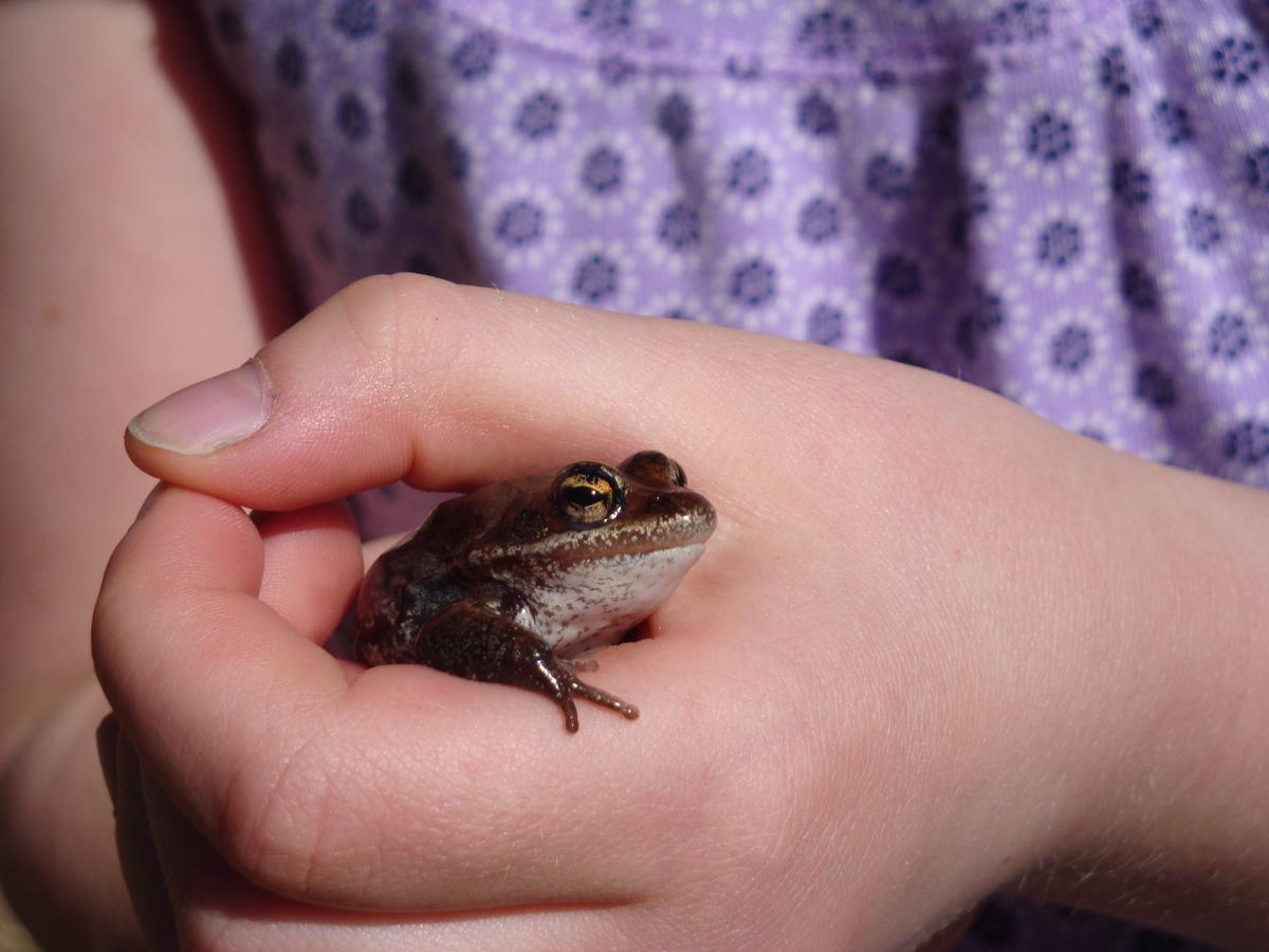 Child's hand holding small frog