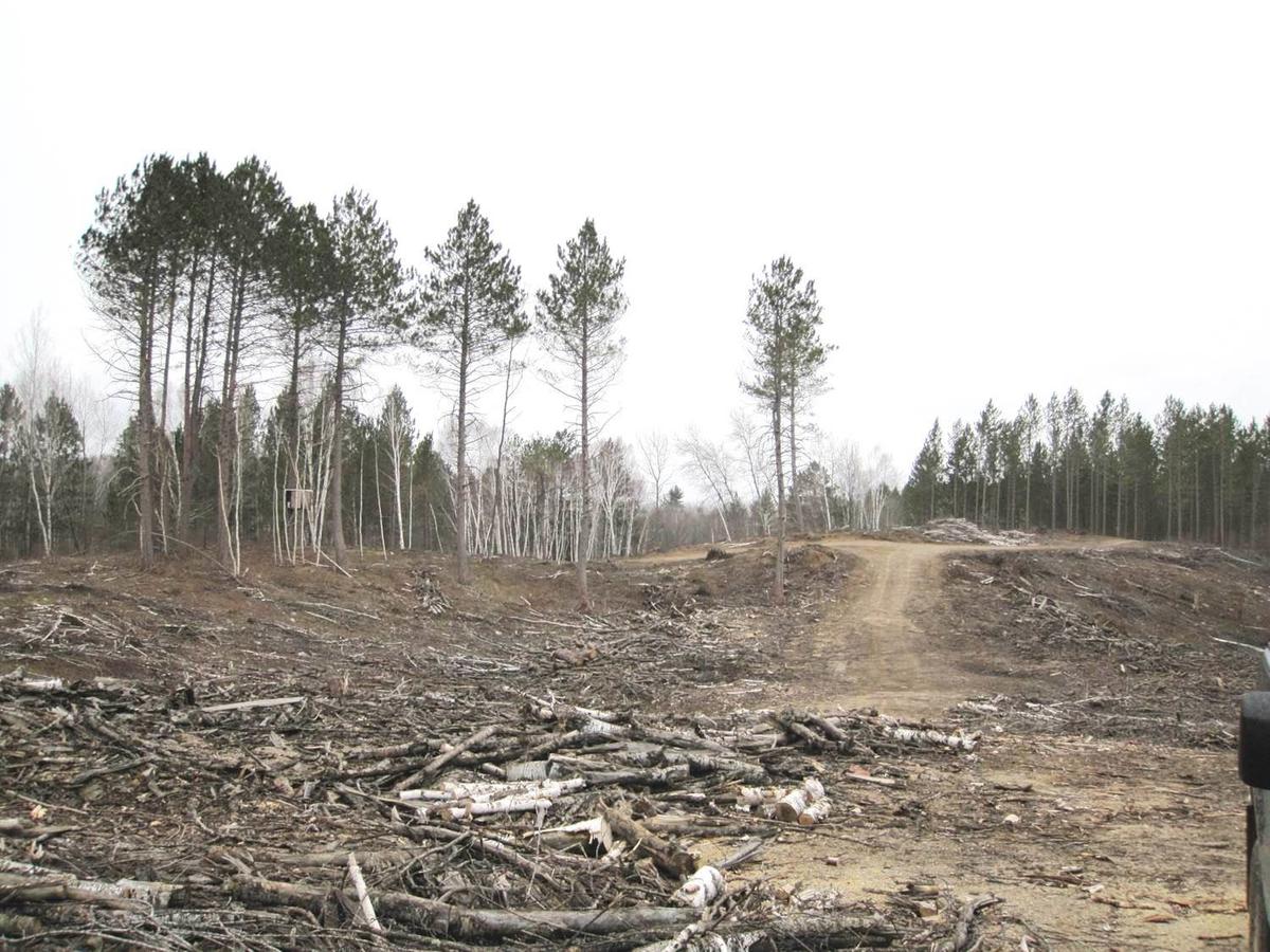 After tree harvest image shows mostly bare ground with some tall trees standing