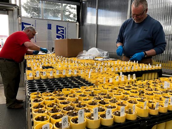 Researchers plant hybrid poplar cuttings in yellow cups. 