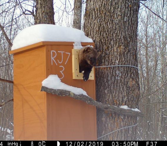 An adult fisher sticks head out door on large fisher den box attached to a tree.