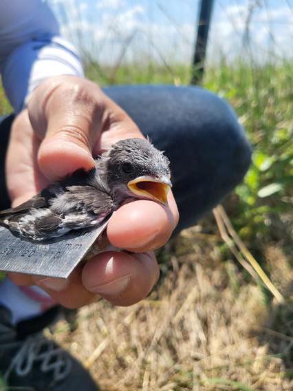 Researcher measures size of a fledgling bird. 
