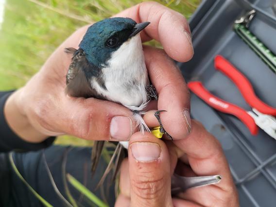 Two hands hold a tree swallow with leg tag.