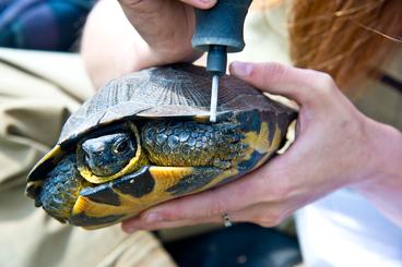 turtle is held by woman as she notches the shell with a grinding tool.