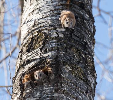 Two Northern flying squirrels hanging on a tree outdoors.