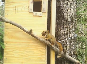 A red squirrel with mouth full of leaves climbs up to entrance of wooden den box.