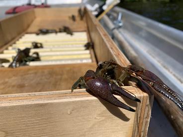 A crayfish crawls up over enclosure edge.